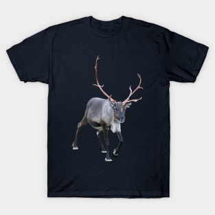 Santa Claus Reindeer T-Shirt